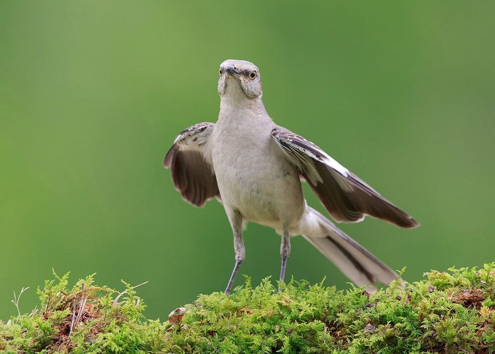 Многоголосый пересмешник - Northern Mockingbird  (Juvenile)