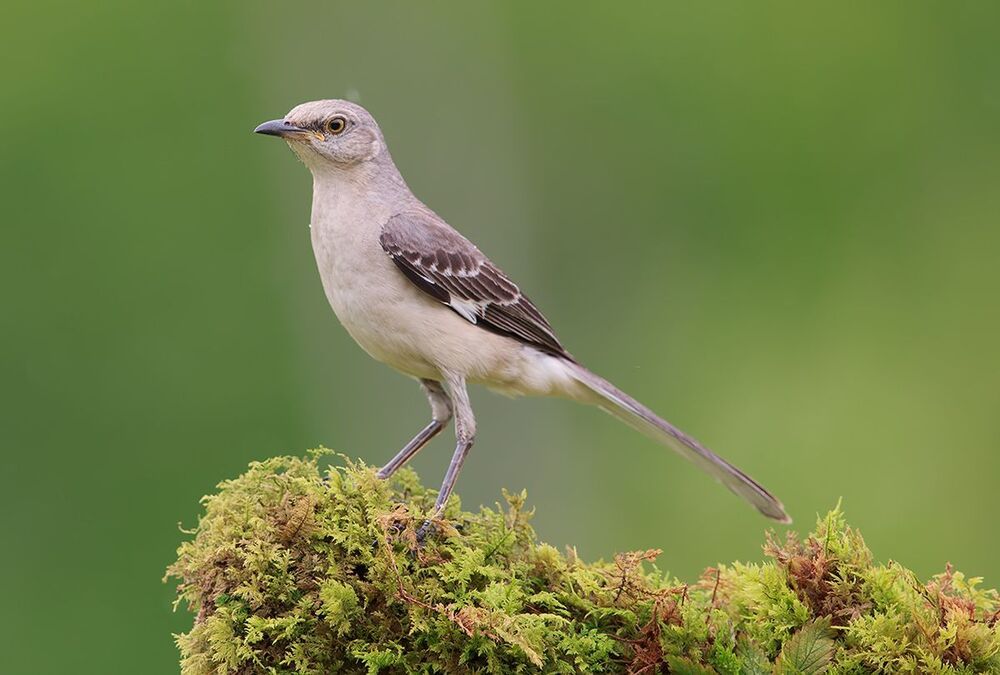 Многоголосый пересмешник - Northern Mockingbird  (Juvenile)