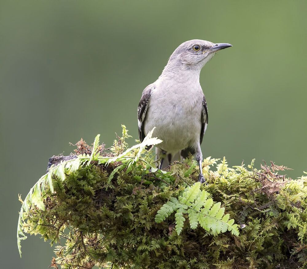 Многоголосый пересмешник - Northern Mockingbird  (Juvenile)
