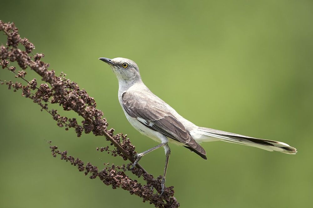 Многоголосый пересмешник - Northern Mockingbird  (Juvenile)