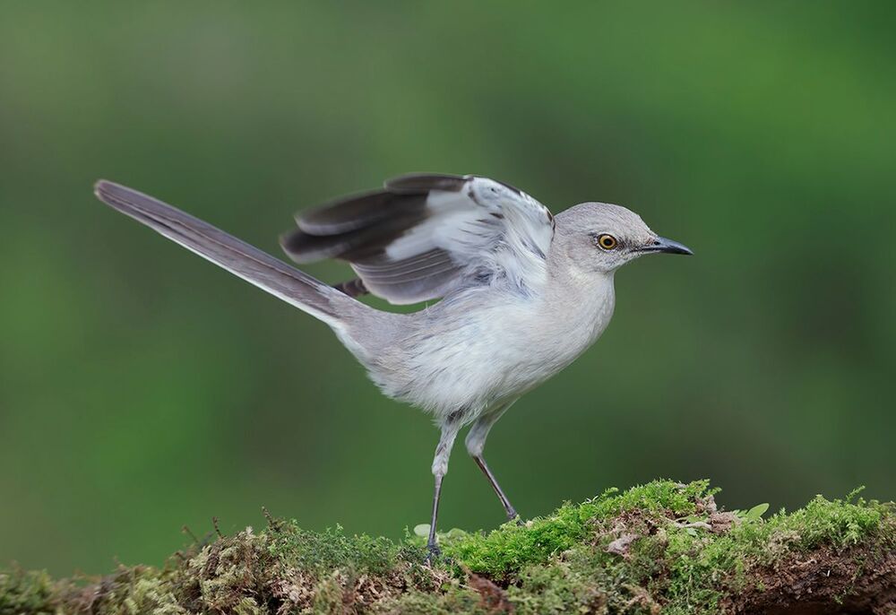 Многоголосый пересмешник - Northern Mockingbird  (Juvenile)