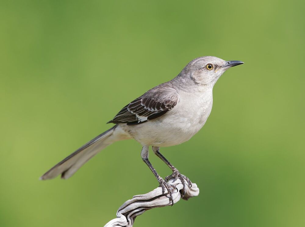 Многоголосый пересмешник - Northern Mockingbird  (Juvenile)