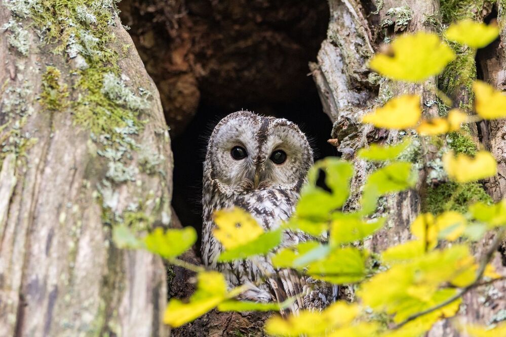 Meza puce (Strix aluco)