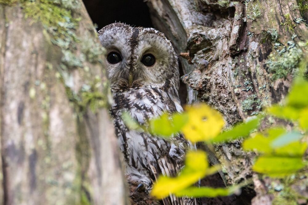 Meza puce (Strix aluco)