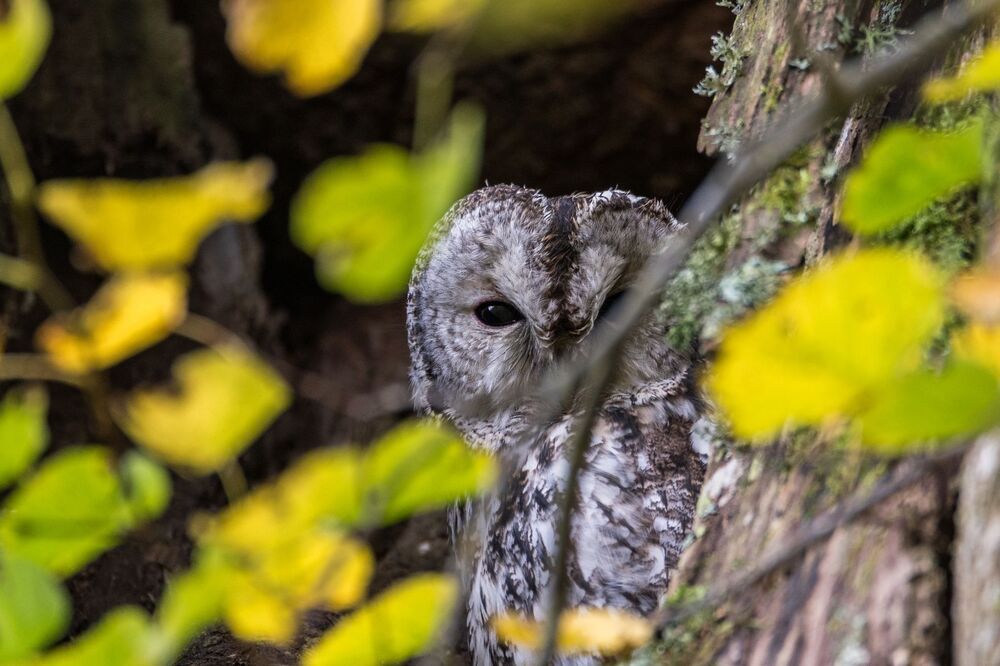 Meza puce (Strix aluco)