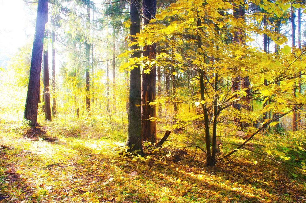 Осень
