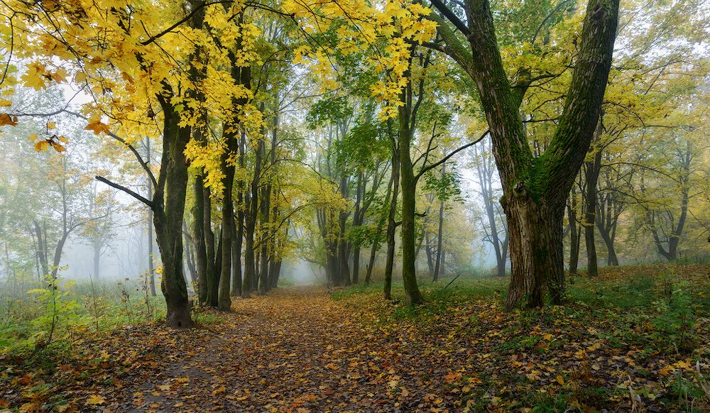Осенние прогулки (Ускользающая осень)...