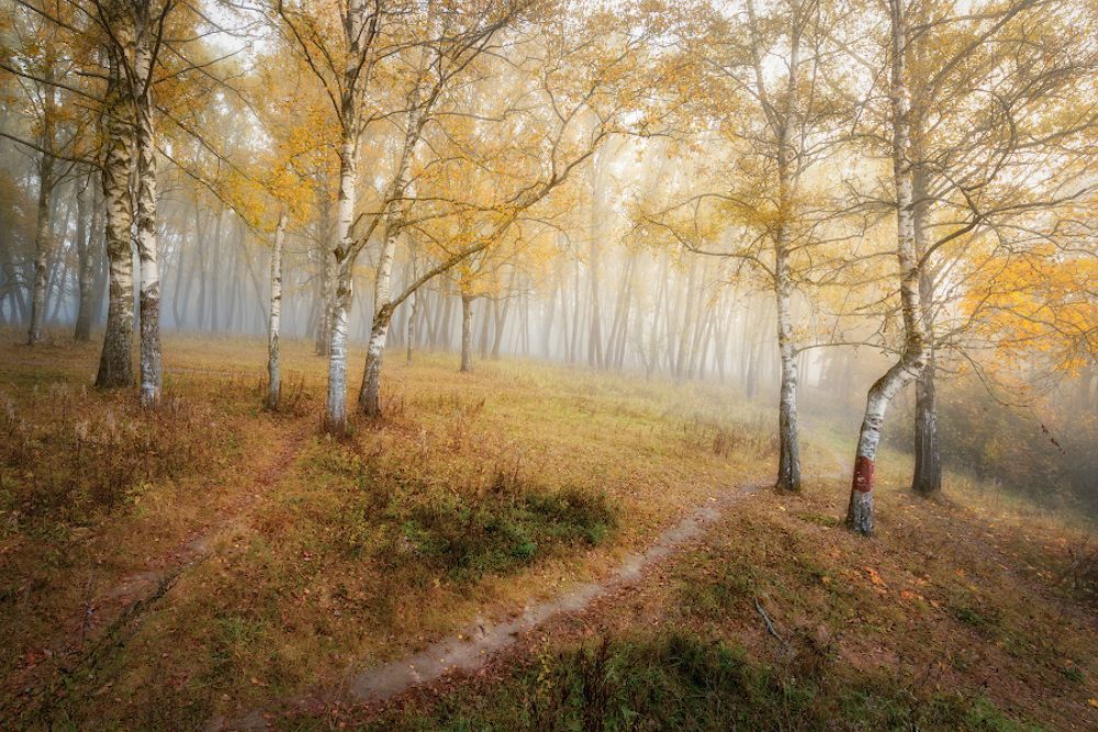 Осенние прогулки (Ускользающая осень)...