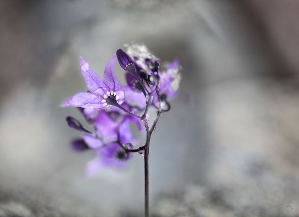Purpa