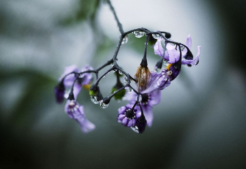 Purpa