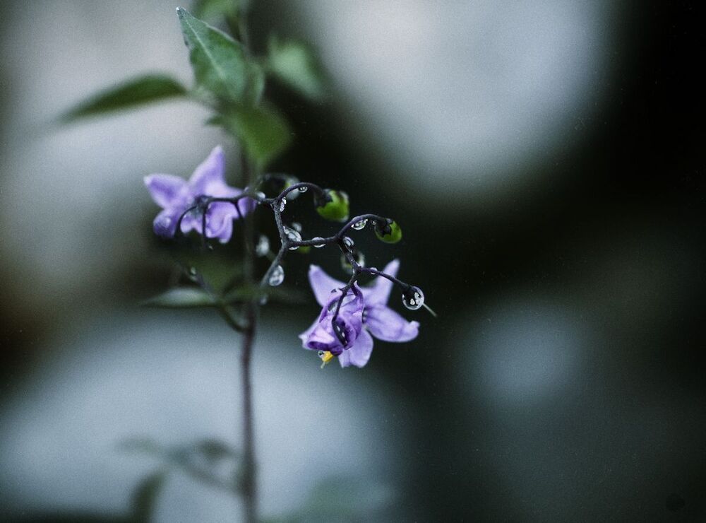 Purpa