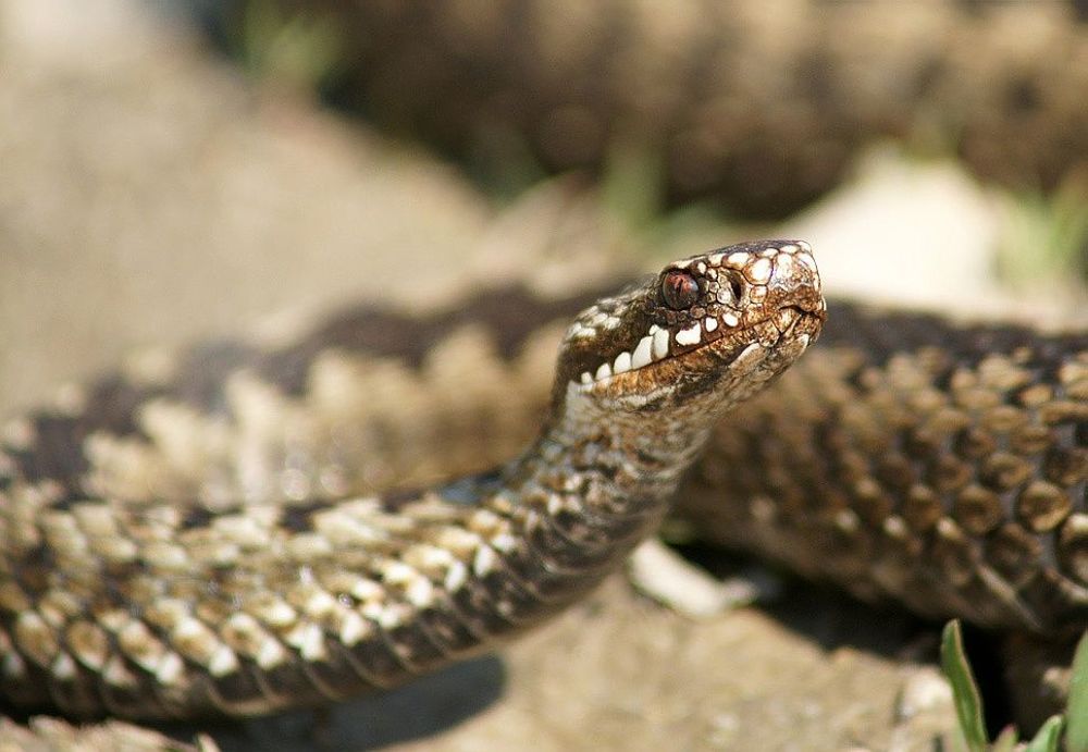 Vipera berus