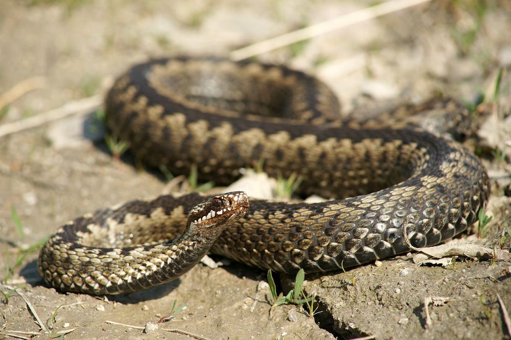 Vipera berus