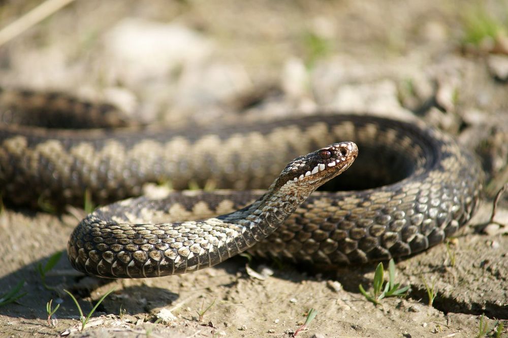Vipera berus