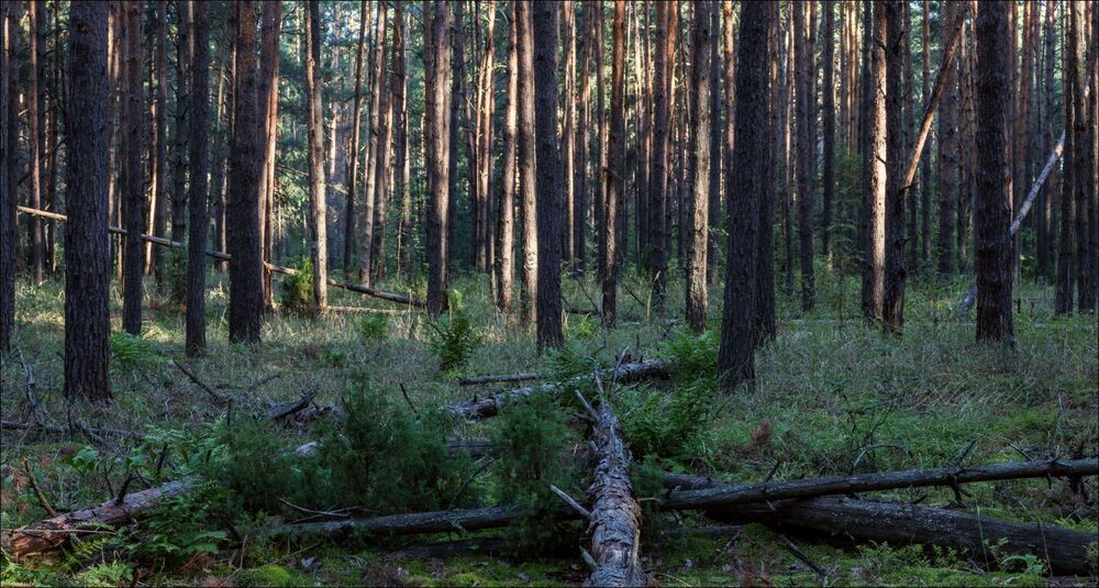 Обыкновенное утро в сосновом лесу