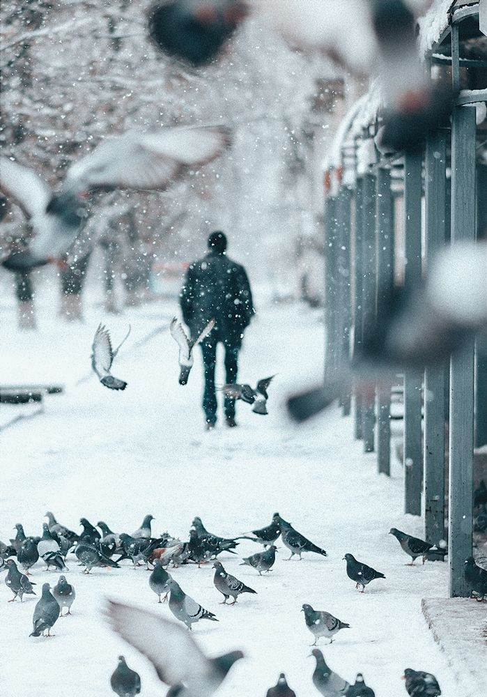 Любовь и голуби