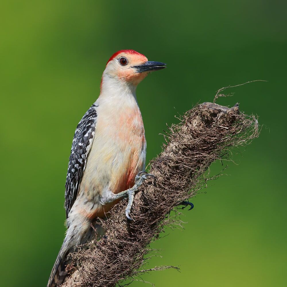 Дятлы. Каролинский меланерпес. Red-bellied Woodpecker.