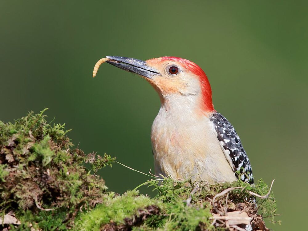 Дятлы. Каролинский меланерпес. Red-bellied Woodpecker.