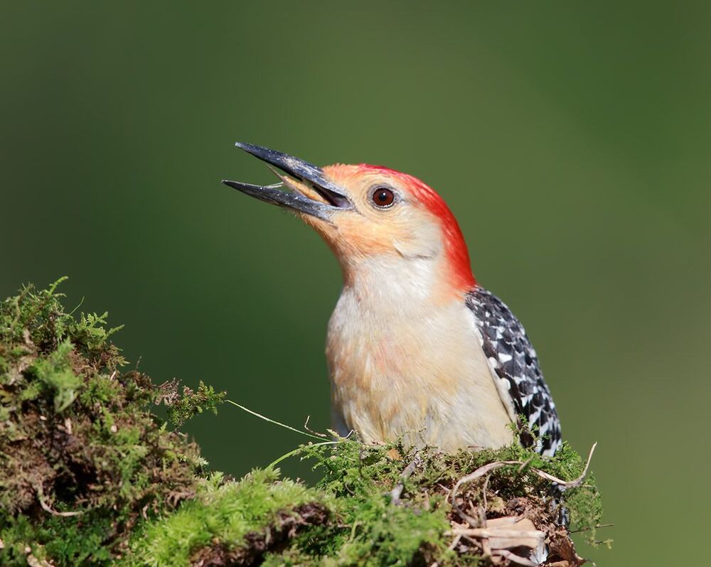 Дятлы. Каролинский меланерпес. Red-bellied Woodpecker.