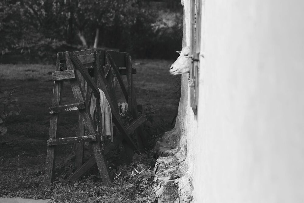 Photo 990163