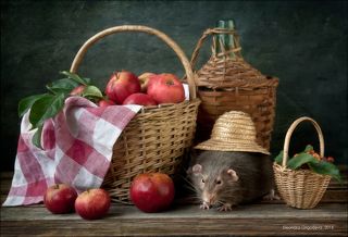 Сторож урожая