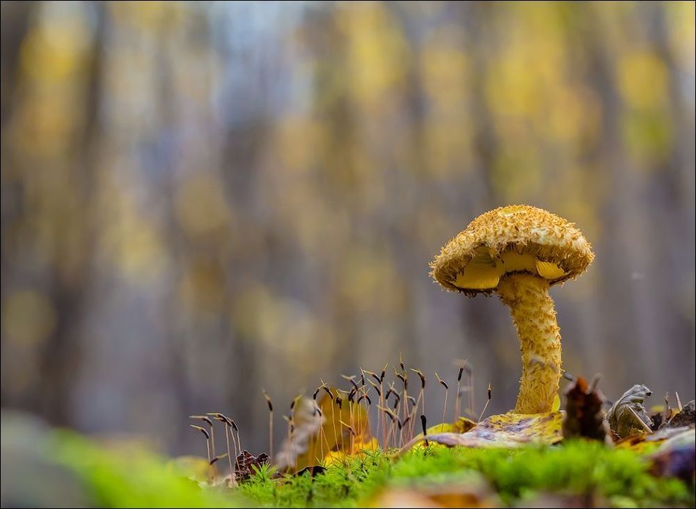 Осенний салют)