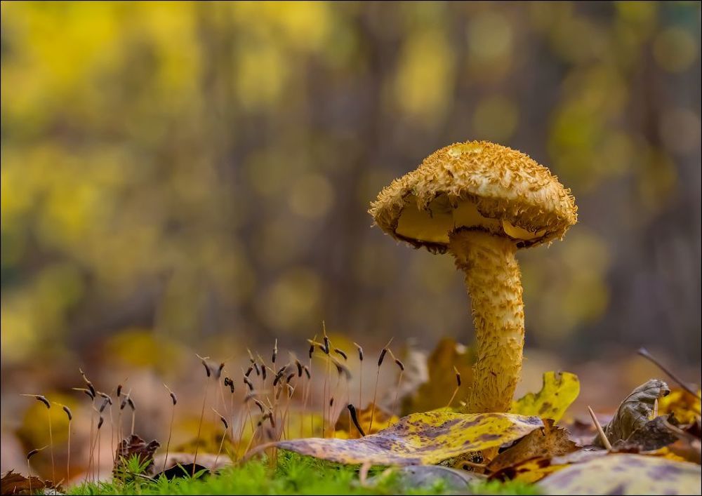 Осенний салют)