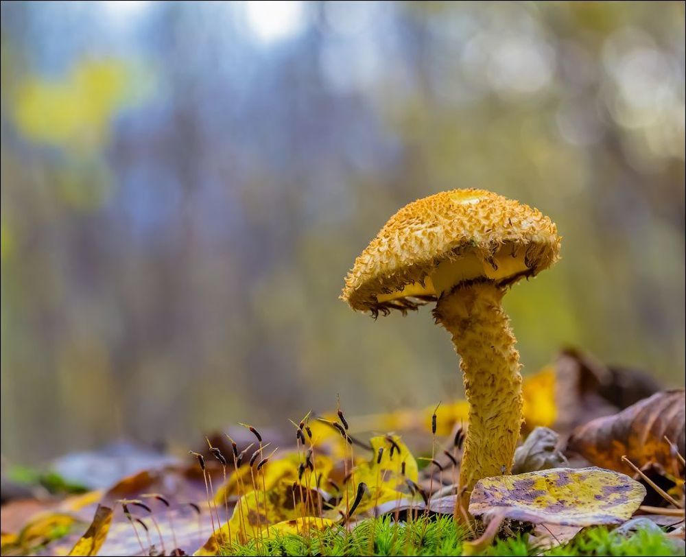 Осенний салют)