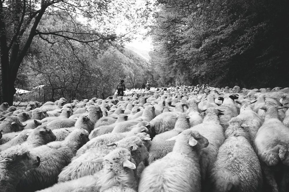 flock