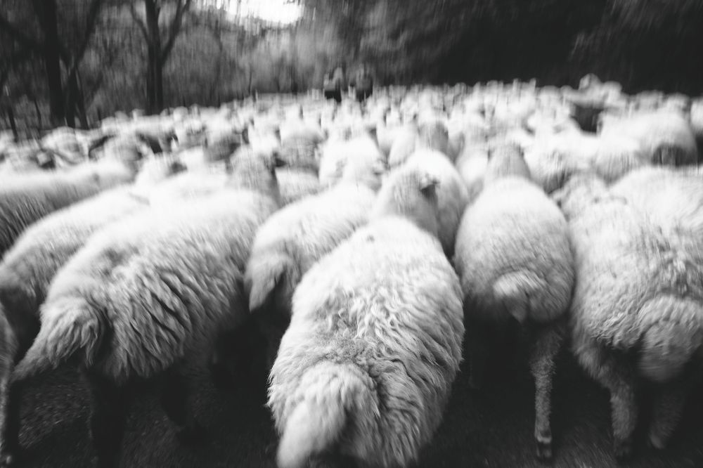 flock
