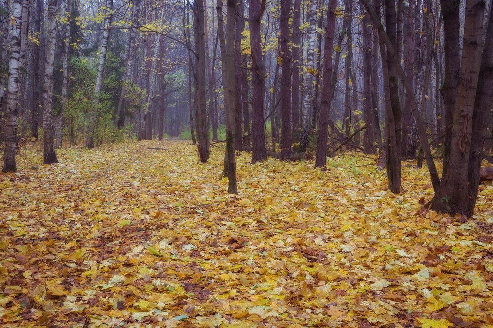 Осенняя пора
