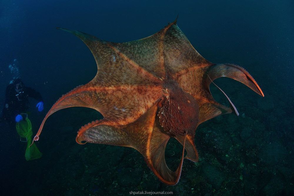 Японское море.  Бухта Рудная. Гигантский осьминог Дофлейна.