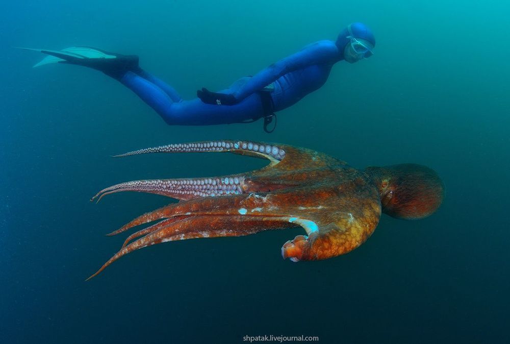 Японское море.  Бухта Рудная. Гигантский осьминог Дофлейна.