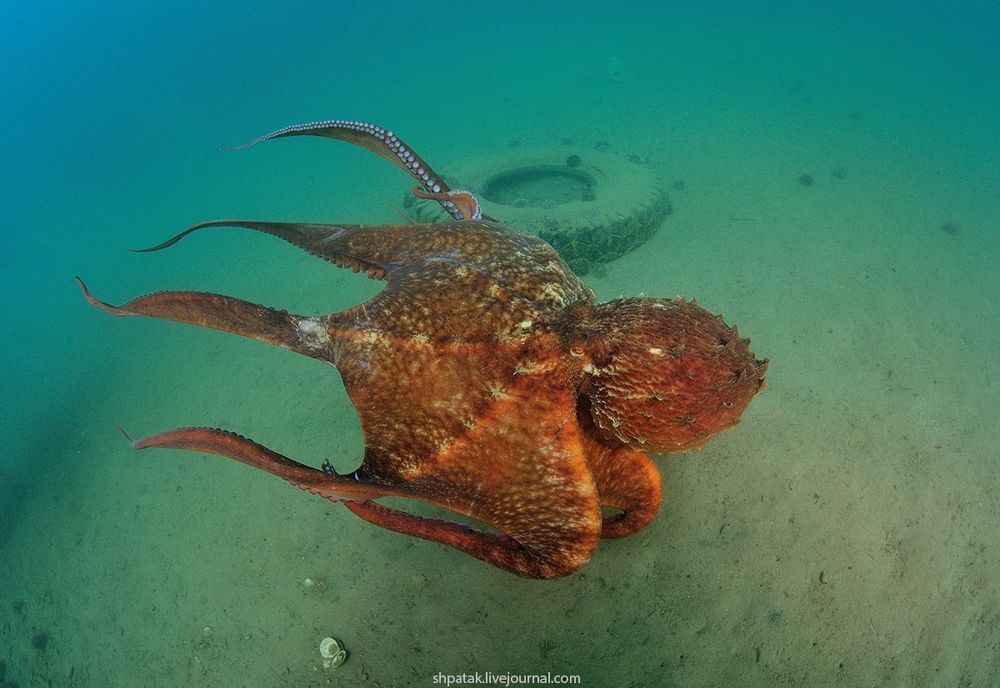 Японское море.  Бухта Рудная. Гигантский осьминог Дофлейна.