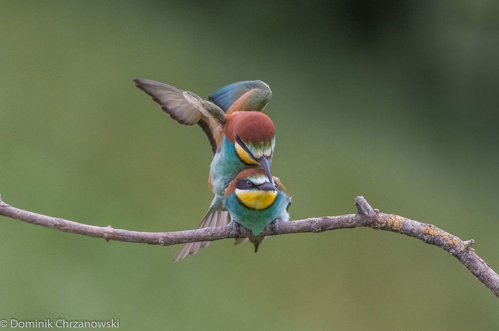 European bee-eater