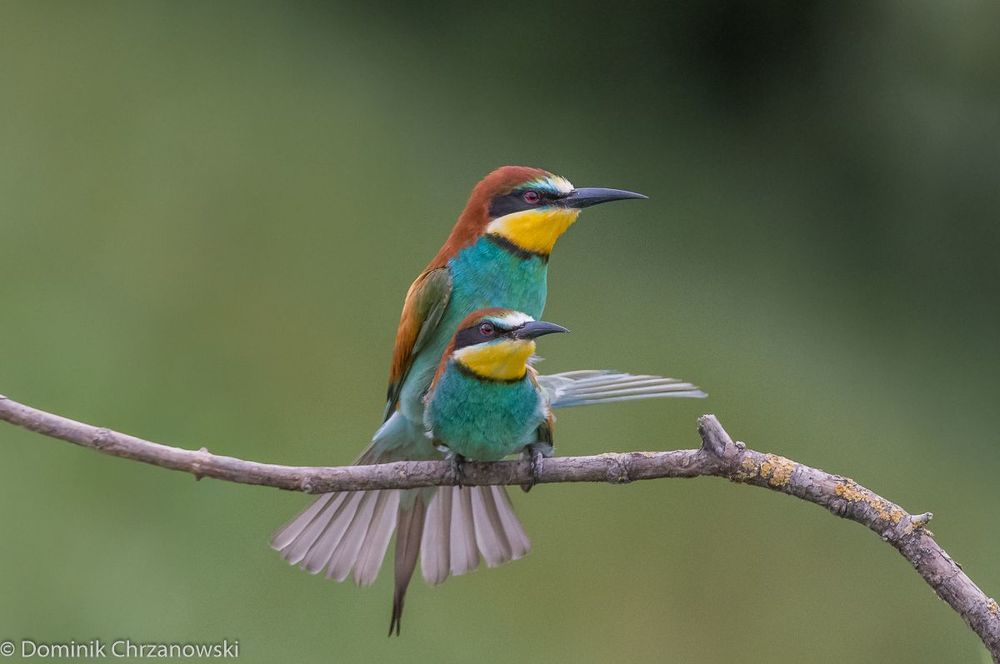 European bee-eater