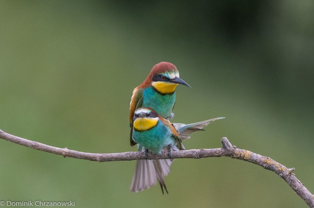 European bee-eater