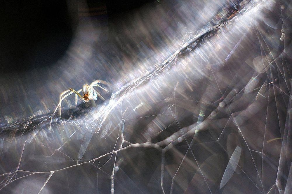 Space arachnid