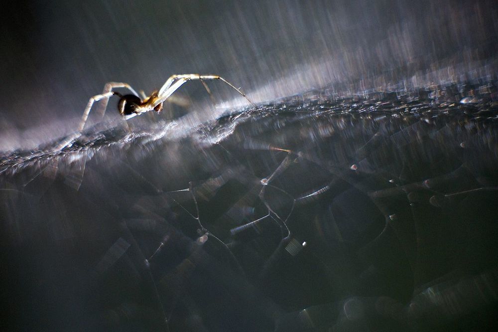 Space arachnid