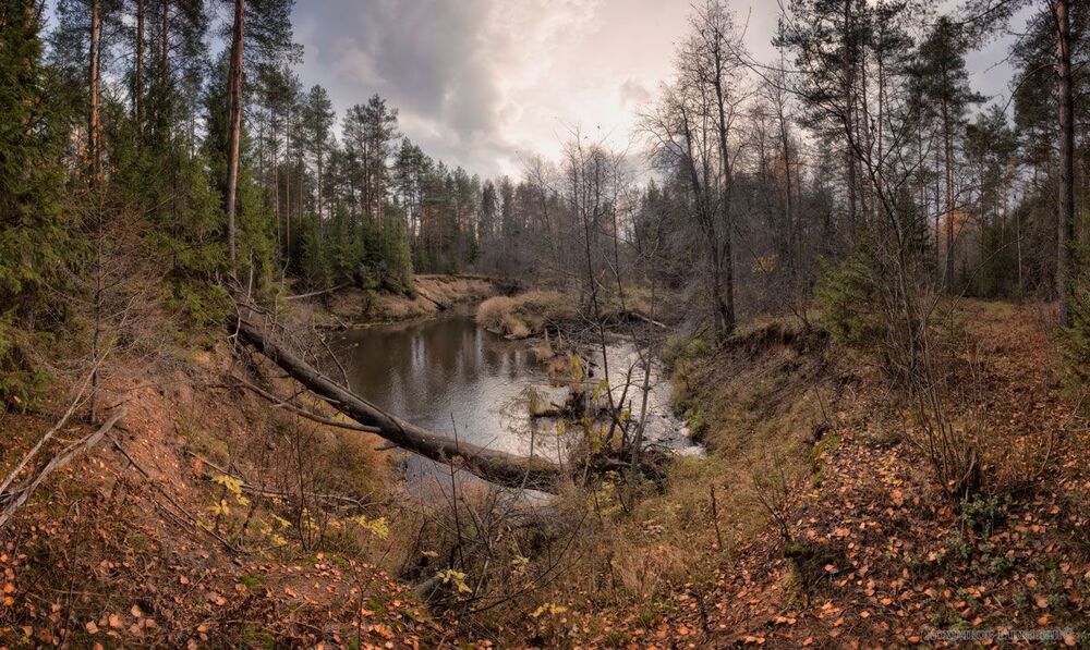 в глубине присмиревшего леса...