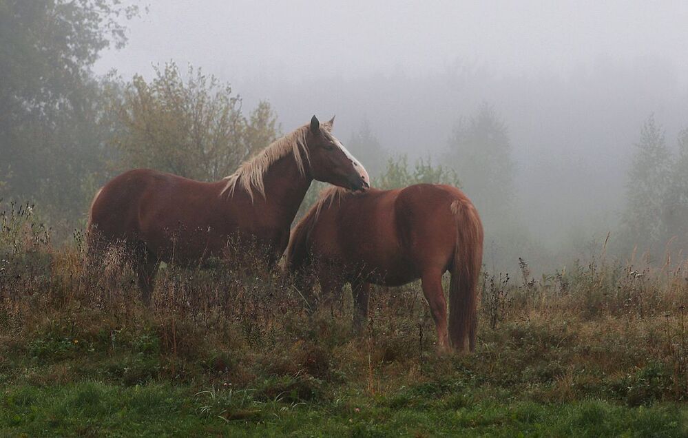 Семья )