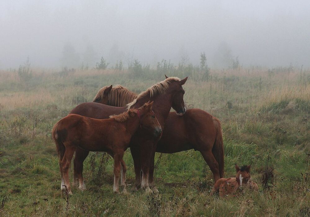 Семья )