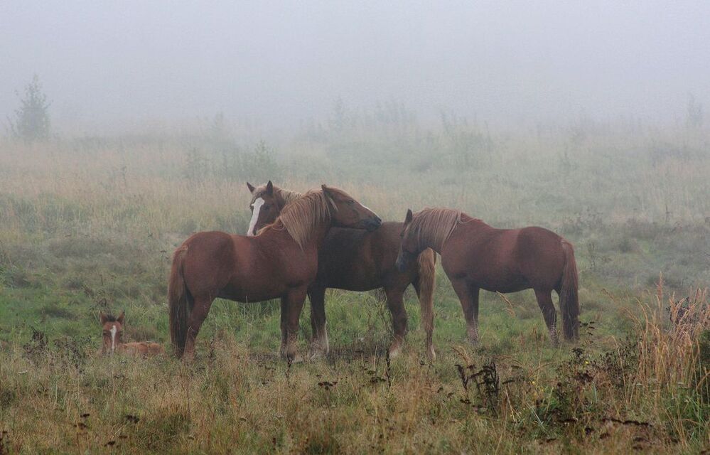 Семья )