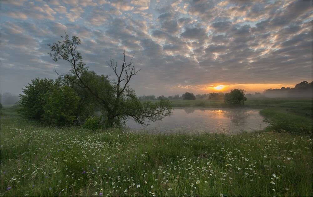 утро в ромашковом краю...