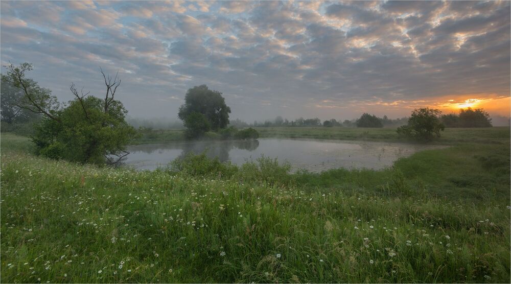утро в ромашковом краю...