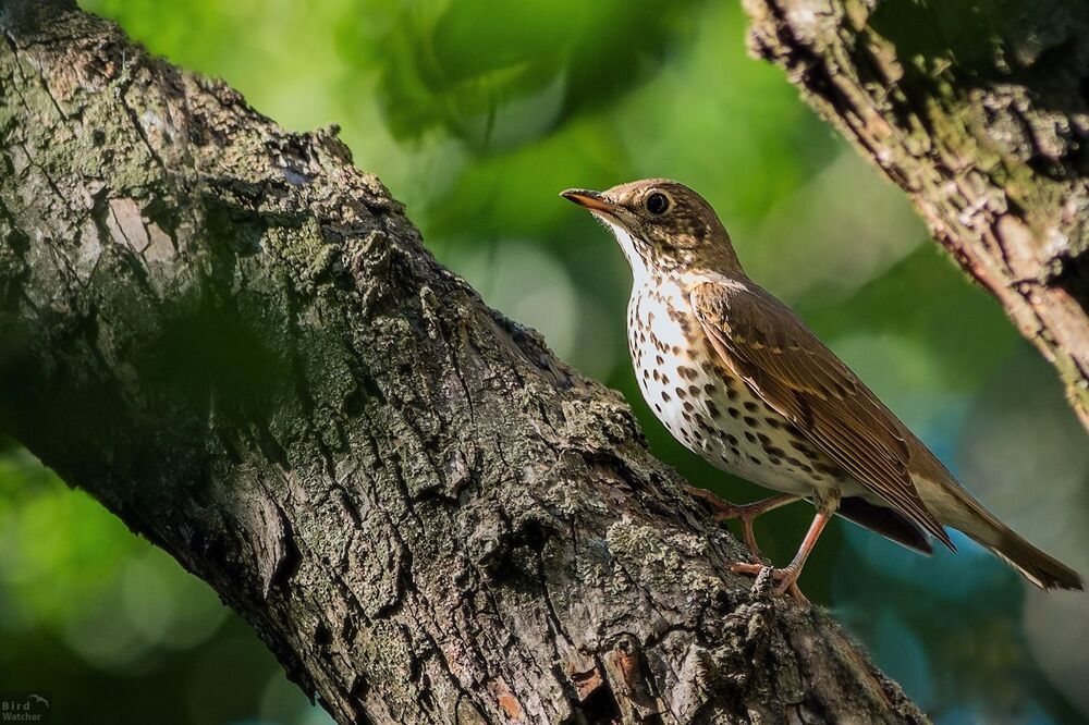 Turdus philomelos