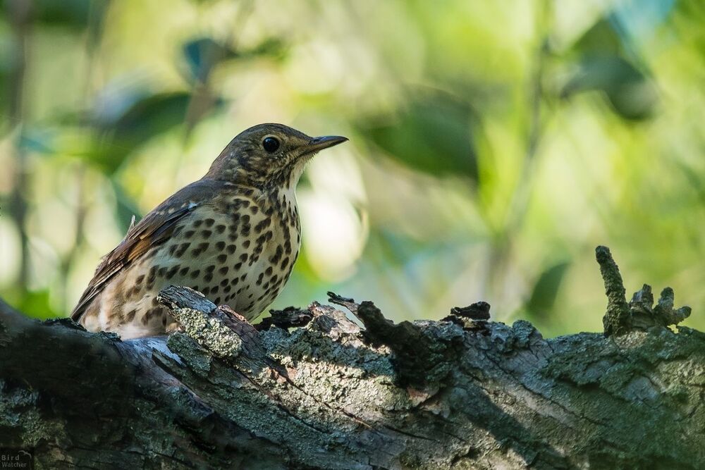 Turdus philomelos