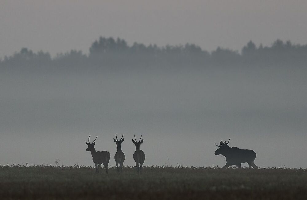 Благородный олень