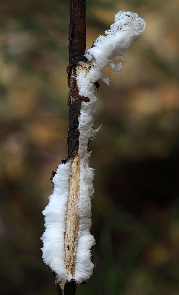 Снежные волосы (Snow hair)