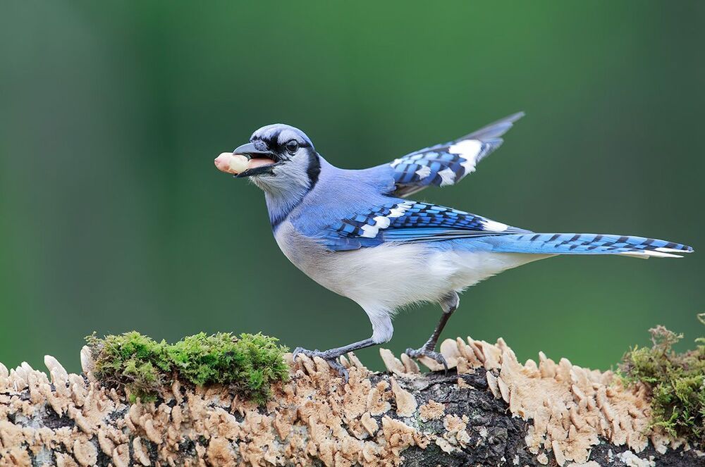 Голубая сойка - Blue Jay